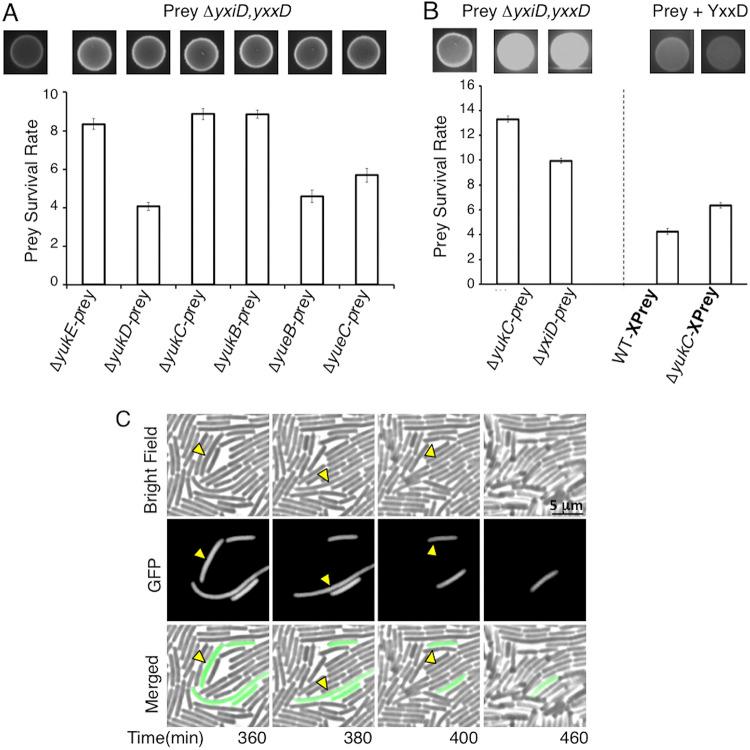 https://cdn.ncbi.nlm.nih.gov/pmc/blobs/836c/9600267/37d1d0f69c09/mbio.00134-22-f001.jpg