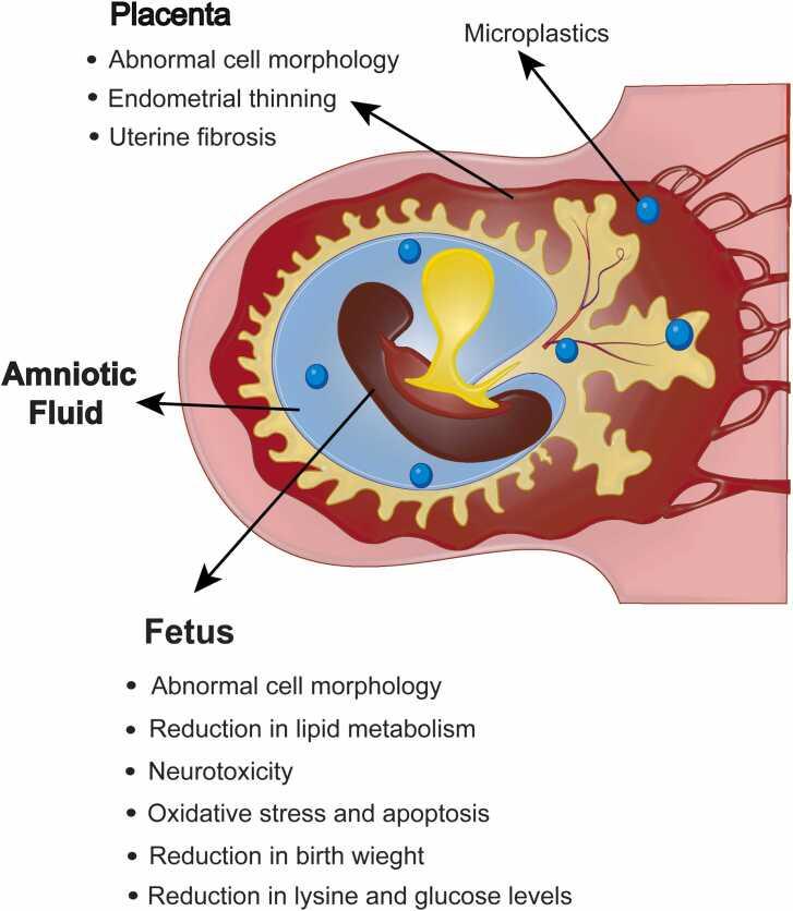 https://cdn.ncbi.nlm.nih.gov/pmc/blobs/836d/11914762/cdb00f574a50/gr7.jpg