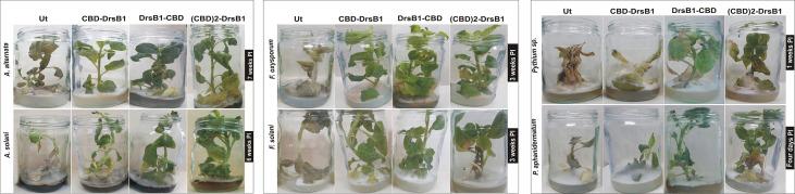 https://cdn.ncbi.nlm.nih.gov/pmc/blobs/836d/7438598/c47ac499efa0/fpls-11-01236-g008.jpg