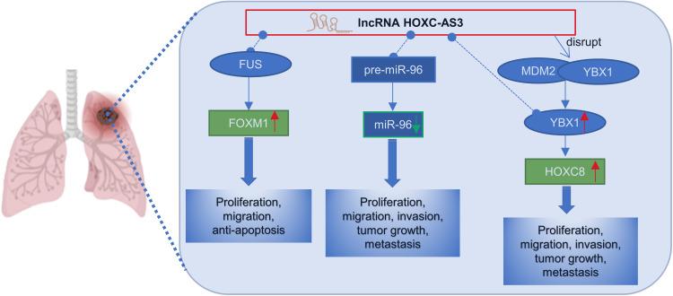 https://cdn.ncbi.nlm.nih.gov/pmc/blobs/836f/10612484/4ffd89a201e0/OTT-16-849-g0008.jpg
