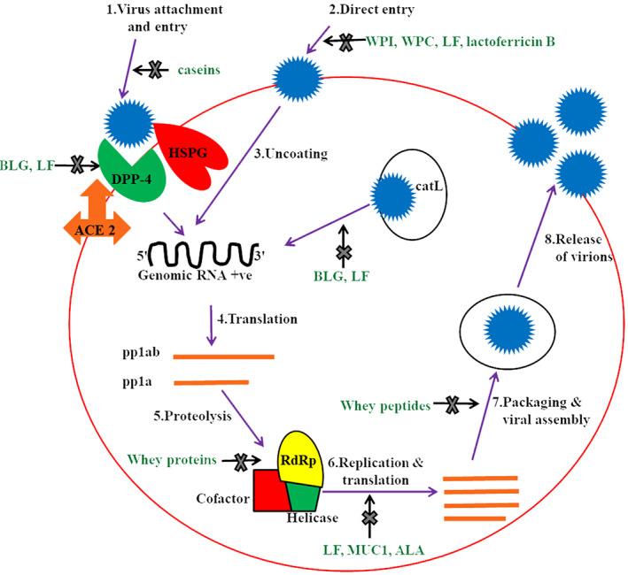 https://cdn.ncbi.nlm.nih.gov/pmc/blobs/8375/10261805/c91bd088e310/FSN3-11-2547-g002.jpg
