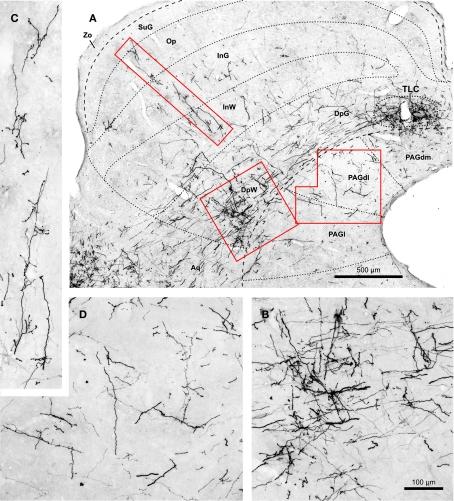 https://cdn.ncbi.nlm.nih.gov/pmc/blobs/8375/3045713/02d63a2d71c4/fnana-05-00001-g008.jpg