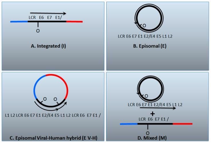 https://cdn.ncbi.nlm.nih.gov/pmc/blobs/8375/5580465/f949ca99fbe3/viruses-09-00208-g002.jpg