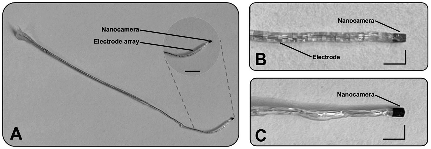 https://cdn.ncbi.nlm.nih.gov/pmc/blobs/8376/12338125/2e0c65021315/nihms-2042667-f0001.jpg