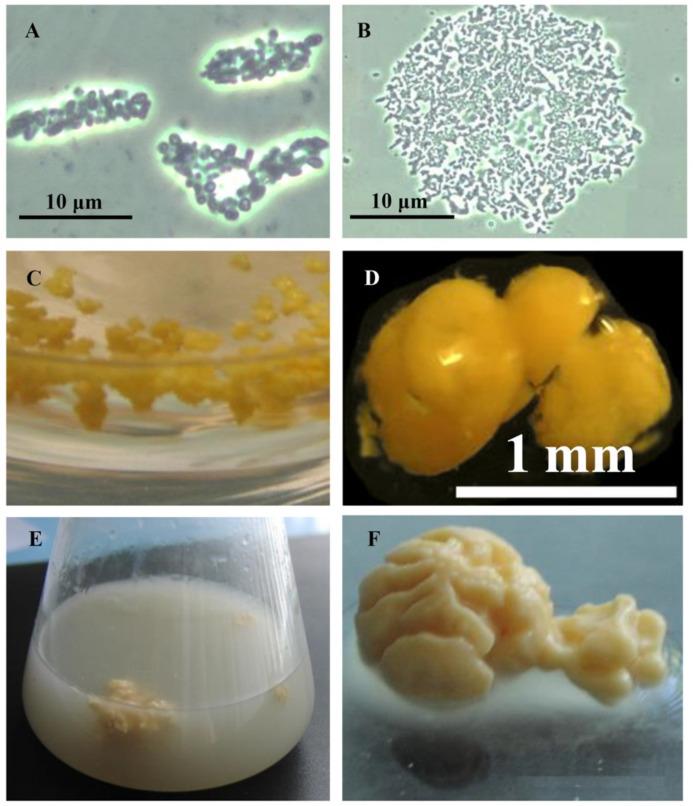 https://cdn.ncbi.nlm.nih.gov/pmc/blobs/8377/8398200/f6515555fe4d/pathogens-10-00974-g002.jpg