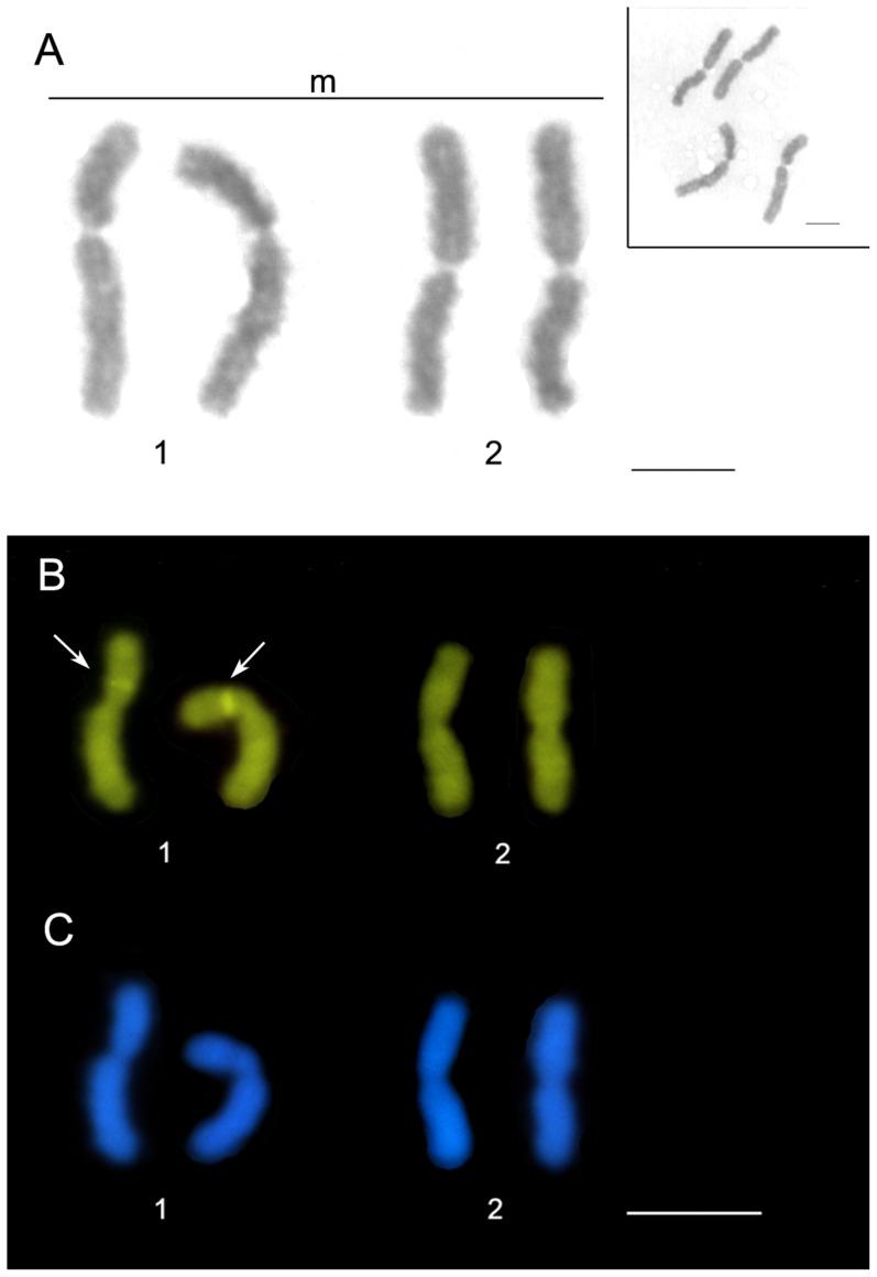 https://cdn.ncbi.nlm.nih.gov/pmc/blobs/8379/4224403/23a3cd1ebcda/pone.0111706.g002.jpg