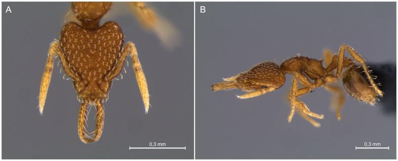 https://cdn.ncbi.nlm.nih.gov/pmc/blobs/8379/4224403/52ebc5d1552e/pone.0111706.g001.jpg