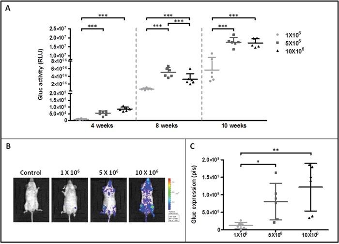 https://cdn.ncbi.nlm.nih.gov/pmc/blobs/837a/5347747/c46b88cc18cd/oncotarget-07-82985-g003.jpg