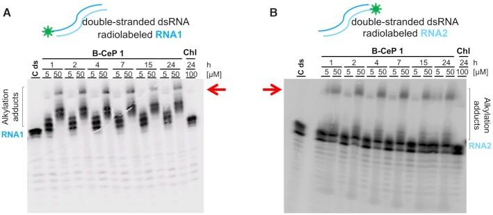 https://cdn.ncbi.nlm.nih.gov/pmc/blobs/837a/8266612/7074b7e98571/gkab468fig5.jpg