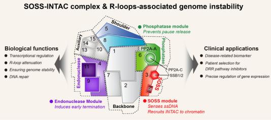 https://cdn.ncbi.nlm.nih.gov/pmc/blobs/837c/10790593/a46b94cc40fd/CTM2-14-e1519-g001.jpg