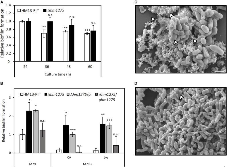 https://cdn.ncbi.nlm.nih.gov/pmc/blobs/837e/7930318/f3b49ce80350/fmicb-12-629023-g004.jpg