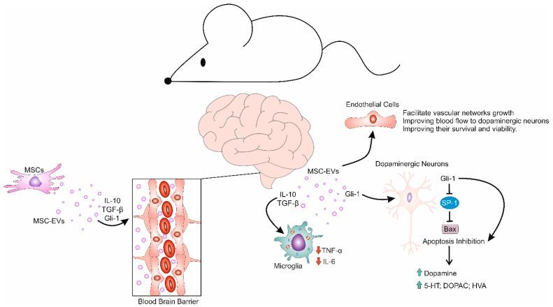 https://cdn.ncbi.nlm.nih.gov/pmc/blobs/8381/12025905/39fc3c98837d/cells-14-00600-g001.jpg