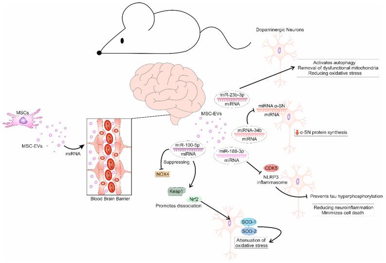 https://cdn.ncbi.nlm.nih.gov/pmc/blobs/8381/12025905/5d9972c5a72f/cells-14-00600-g002.jpg