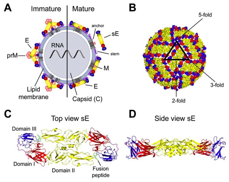https://cdn.ncbi.nlm.nih.gov/pmc/blobs/8383/11769264/5b214d6ed54b/viruses-17-00001-g002.jpg
