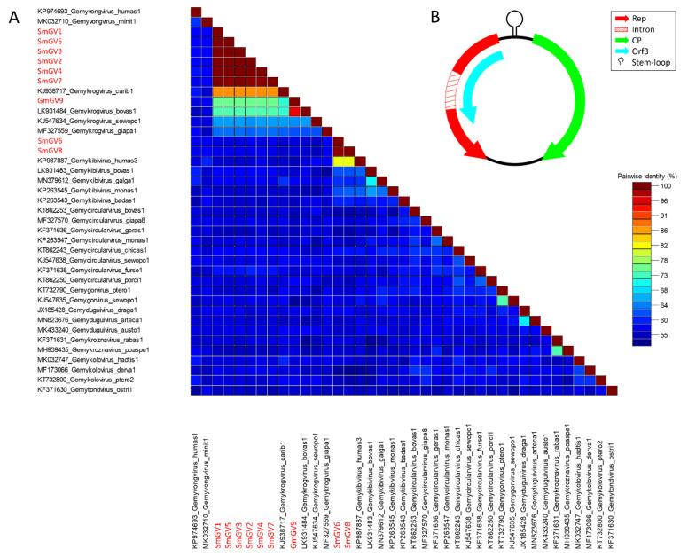 https://cdn.ncbi.nlm.nih.gov/pmc/blobs/8386/8621823/76ebf26bdf19/viruses-13-02176-g001.jpg