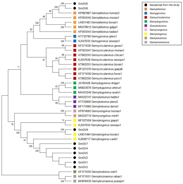https://cdn.ncbi.nlm.nih.gov/pmc/blobs/8386/8621823/b4d64b160b17/viruses-13-02176-g002.jpg