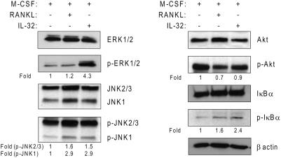 https://cdn.ncbi.nlm.nih.gov/pmc/blobs/8389/2613539/9d80b8269542/pone.0004173.g003.jpg
