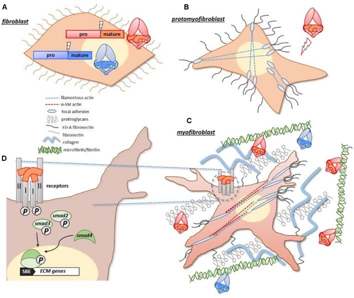 https://cdn.ncbi.nlm.nih.gov/pmc/blobs/8389/5509761/f6af25ccb8df/fphar-08-00461-g001.jpg