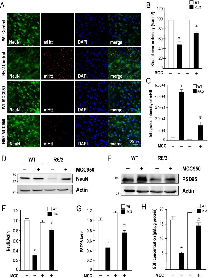 https://cdn.ncbi.nlm.nih.gov/pmc/blobs/838b/8882273/23ebc77909e1/12974_2022_2419_Fig4_HTML.jpg