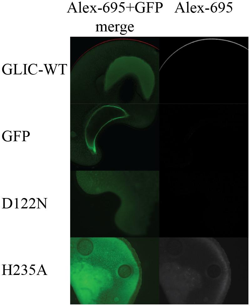 https://cdn.ncbi.nlm.nih.gov/pmc/blobs/838c/5760087/7a8bd447d179/pbio.2004470.g005.jpg