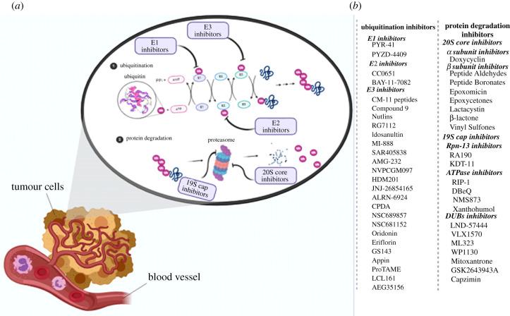 https://cdn.ncbi.nlm.nih.gov/pmc/blobs/838c/8080017/743c4b73e381/rsob200390f04.jpg