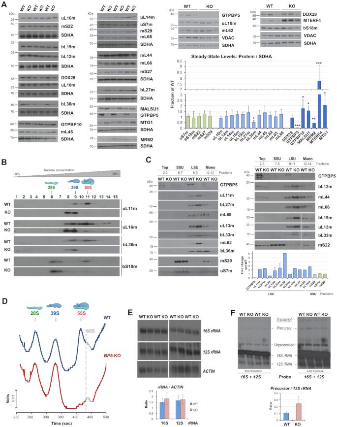 https://cdn.ncbi.nlm.nih.gov/pmc/blobs/838f/7430652/31e8c8d5873d/gkaa592fig3.jpg