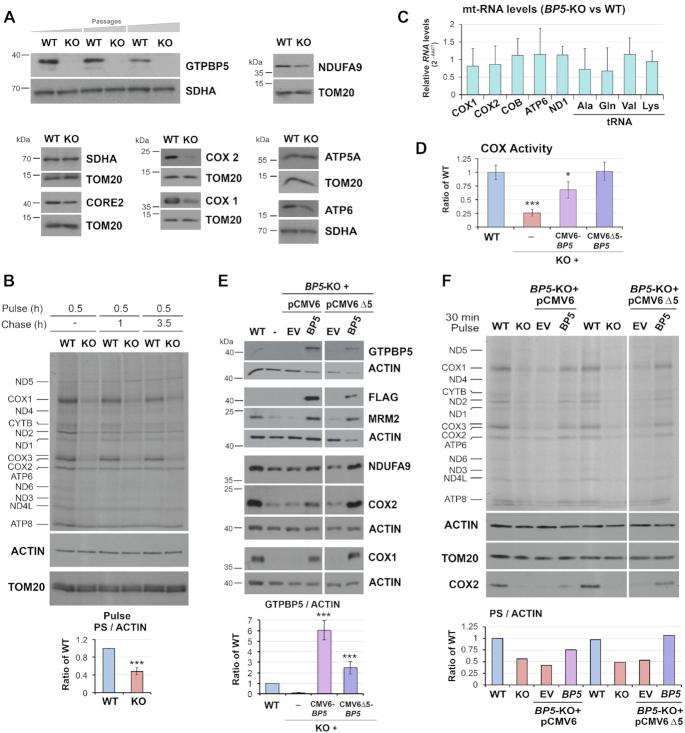 https://cdn.ncbi.nlm.nih.gov/pmc/blobs/838f/7430652/3edf62c97748/gkaa592fig2.jpg