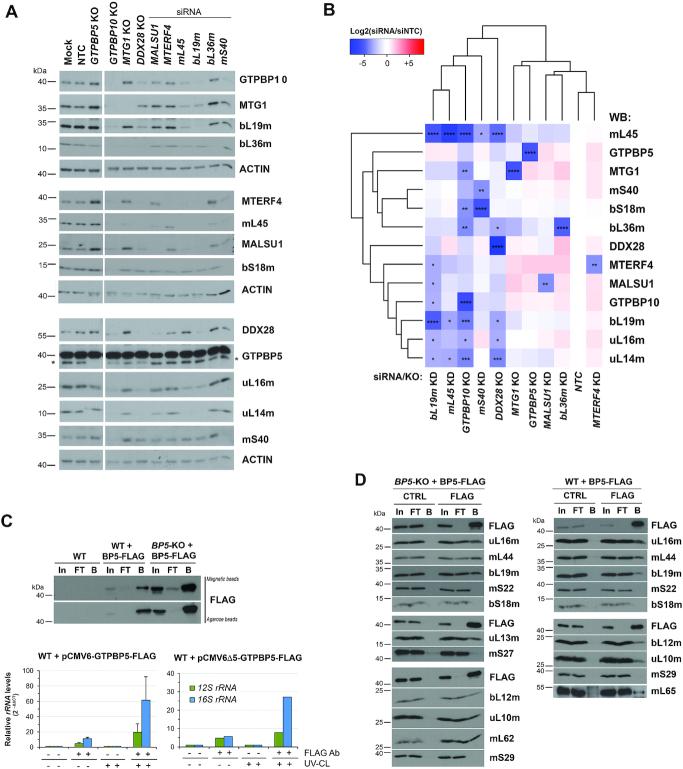 https://cdn.ncbi.nlm.nih.gov/pmc/blobs/838f/7430652/834c1e063060/gkaa592fig5.jpg