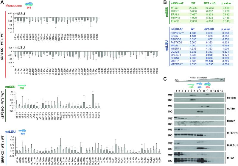 https://cdn.ncbi.nlm.nih.gov/pmc/blobs/838f/7430652/a35fbcb6b64f/gkaa592fig4.jpg