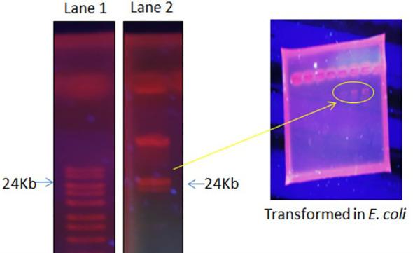 https://cdn.ncbi.nlm.nih.gov/pmc/blobs/8390/11155300/7ba9f7be27cf/fcimb-14-1375872-g004.jpg