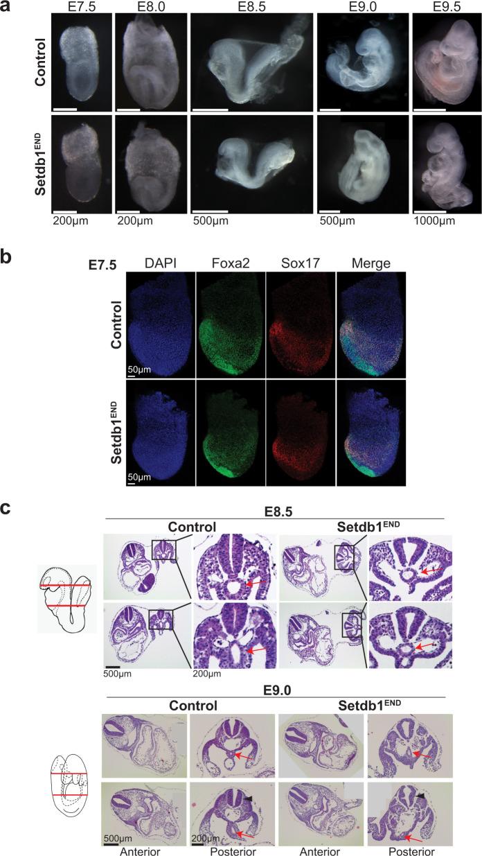 https://cdn.ncbi.nlm.nih.gov/pmc/blobs/8393/9485127/141766197750/41467_2022_32978_Fig1_HTML.jpg