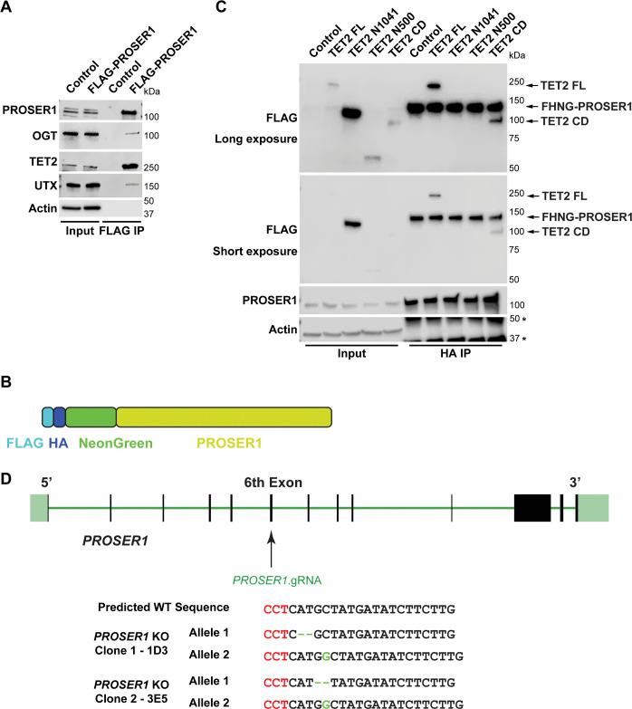 https://cdn.ncbi.nlm.nih.gov/pmc/blobs/8394/8548262/0c1c6e164f93/LSA-2021-01228_FigS1.jpg