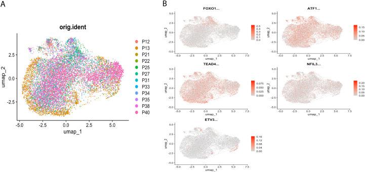 https://cdn.ncbi.nlm.nih.gov/pmc/blobs/8397/12310732/7aaad0dfed00/fonc-15-1585574-g002.jpg