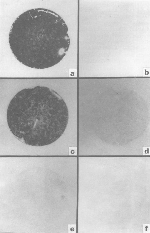 https://cdn.ncbi.nlm.nih.gov/pmc/blobs/8398/1909054/eb1bb1d40237/brjpharm00178-0118-a.jpg
