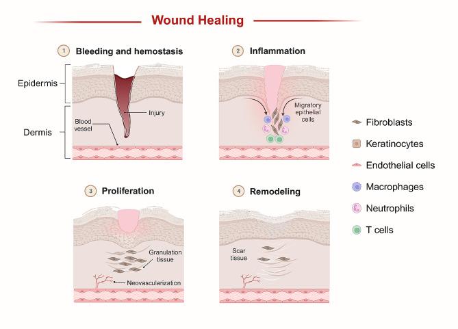 https://cdn.ncbi.nlm.nih.gov/pmc/blobs/839d/11225131/bdaa1149c3e0/12951_2024_2684_Fig1_HTML.jpg