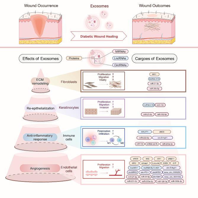 https://cdn.ncbi.nlm.nih.gov/pmc/blobs/839d/11225131/cabf38e0de85/12951_2024_2684_Fig4_HTML.jpg