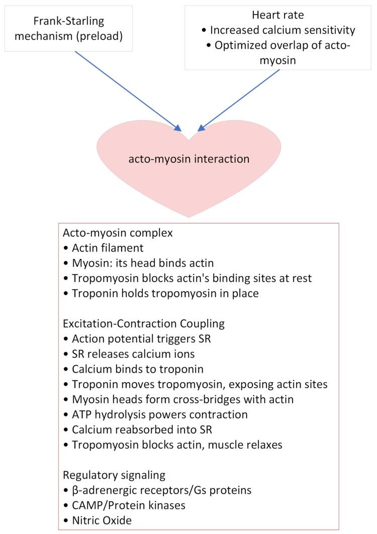 https://cdn.ncbi.nlm.nih.gov/pmc/blobs/839d/11352109/4791760a062f/biomedicines-12-01911-g002.jpg