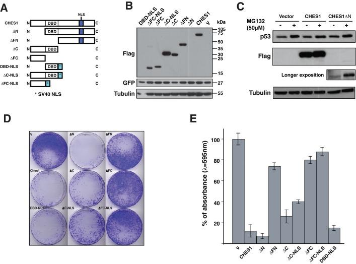 https://cdn.ncbi.nlm.nih.gov/pmc/blobs/839d/3937083/09bfc0591da5/554fig2.jpg