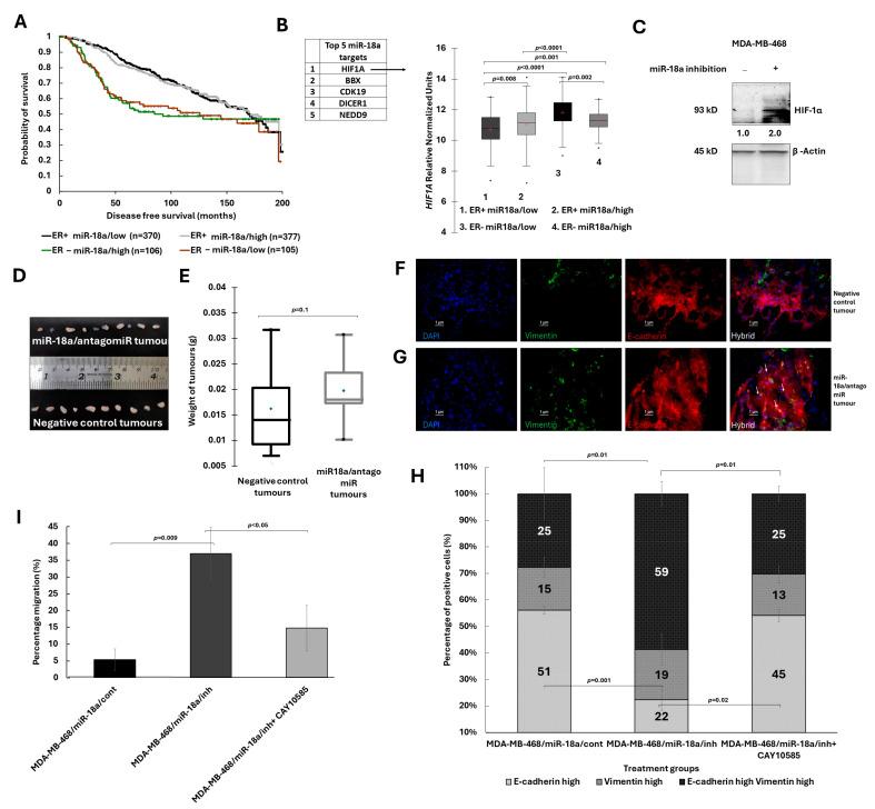 https://cdn.ncbi.nlm.nih.gov/pmc/blobs/83a6/11119613/3848af910a99/cells-13-00821-g005.jpg