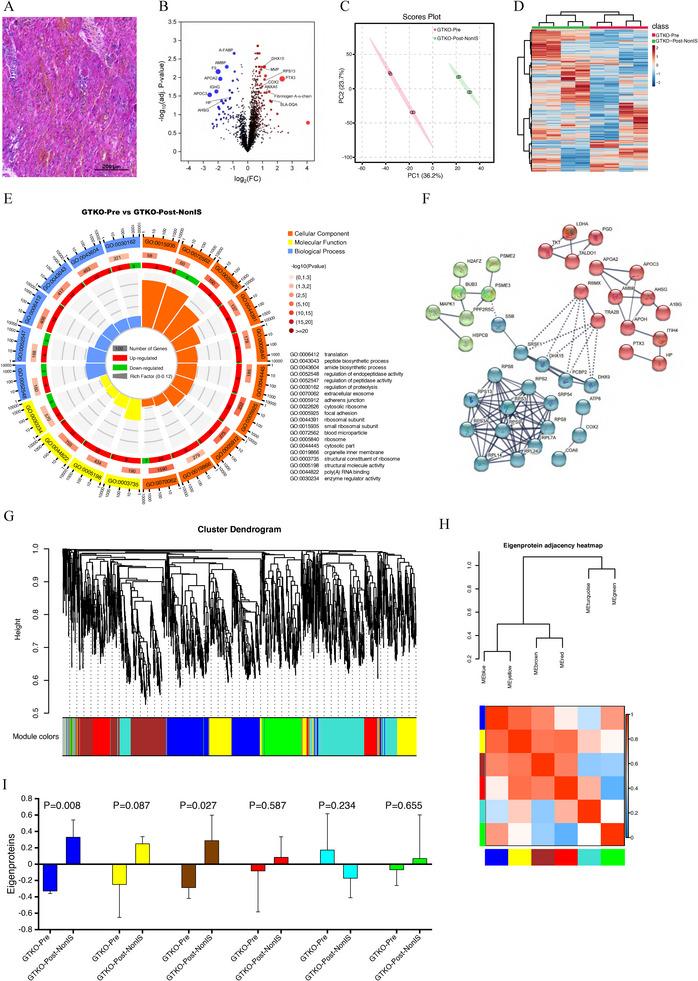 https://cdn.ncbi.nlm.nih.gov/pmc/blobs/83a9/12082002/01efee834c5e/XEN-32-e70040-g004.jpg