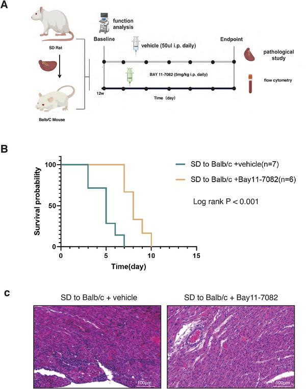https://cdn.ncbi.nlm.nih.gov/pmc/blobs/83a9/12082002/15078b8a8416/XEN-32-e70040-g002.jpg