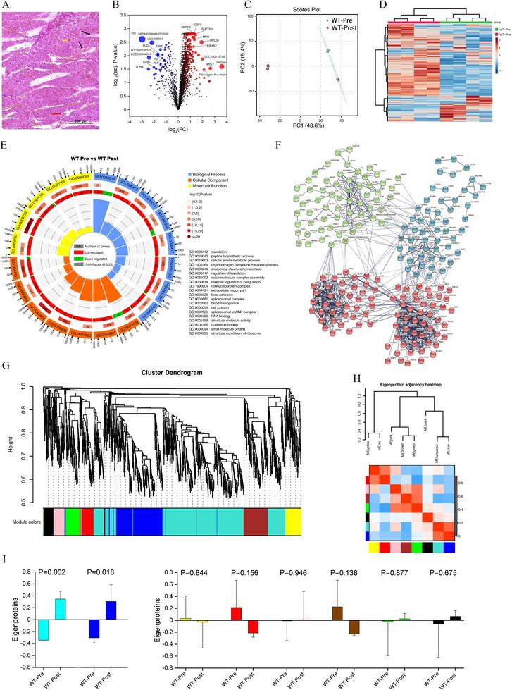 https://cdn.ncbi.nlm.nih.gov/pmc/blobs/83a9/12082002/effca7af60b6/XEN-32-e70040-g005.jpg
