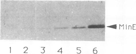 https://cdn.ncbi.nlm.nih.gov/pmc/blobs/83a9/205677/36e5167fc2fd/jbacter00067-0094-a.jpg