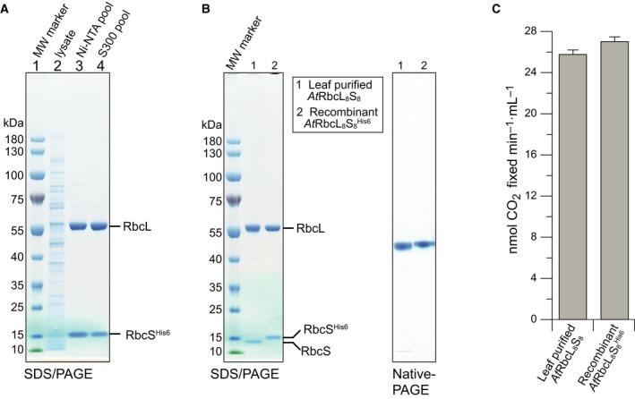 https://cdn.ncbi.nlm.nih.gov/pmc/blobs/83a9/6593764/6158295071f1/FEB2-593-611-g005.jpg