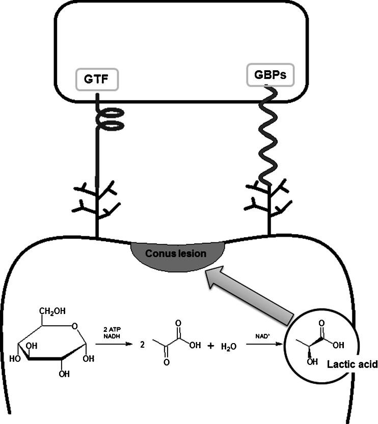 https://cdn.ncbi.nlm.nih.gov/pmc/blobs/83aa/3953549/c731ea428e8a/10096_2013_1993_Fig3_HTML.jpg