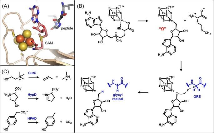 https://cdn.ncbi.nlm.nih.gov/pmc/blobs/83ab/11574389/81d808fc7a1b/mfae049fig2.jpg