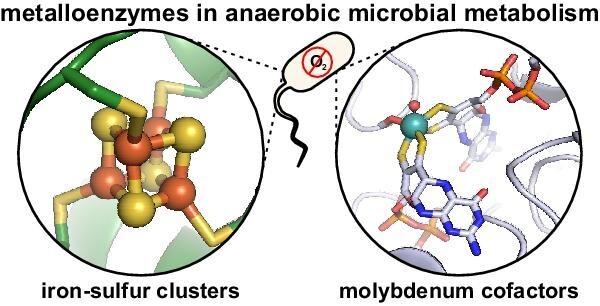 https://cdn.ncbi.nlm.nih.gov/pmc/blobs/83ab/11574389/c254e61e095b/mfae049fig1g.jpg