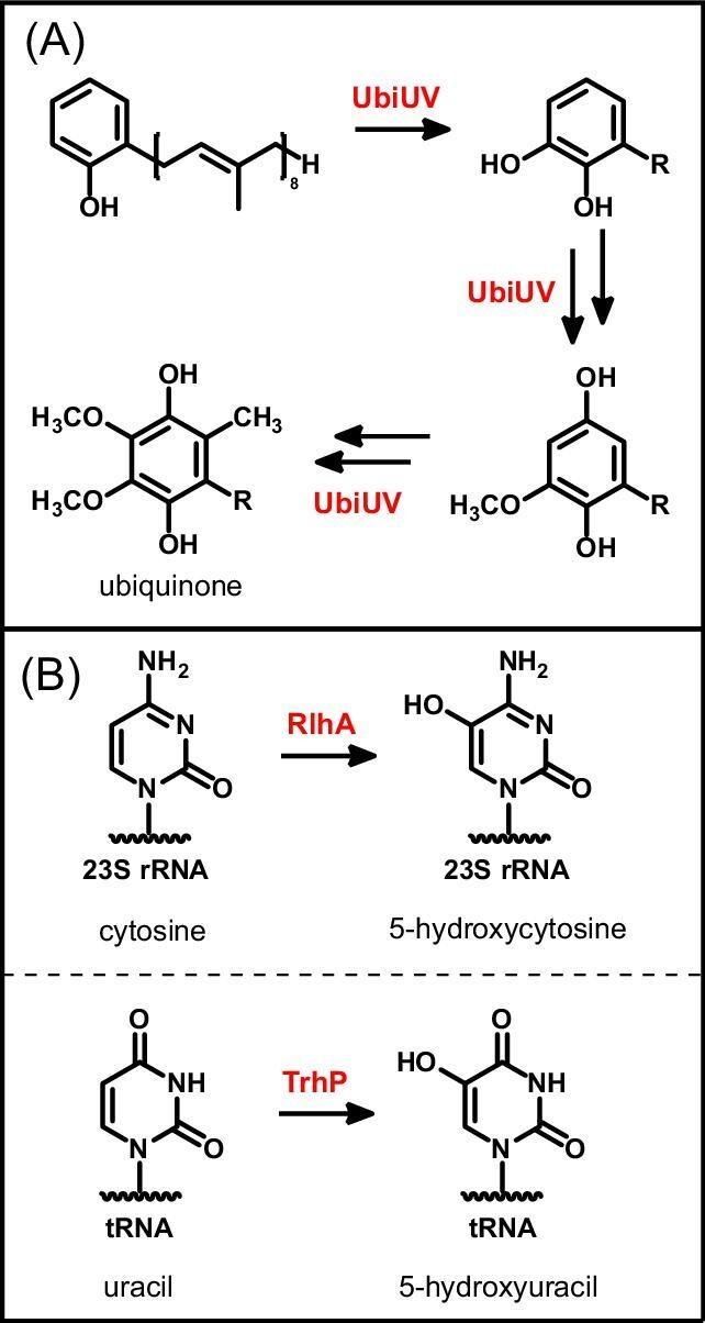 https://cdn.ncbi.nlm.nih.gov/pmc/blobs/83ab/11574389/d87b91b82772/mfae049fig5.jpg