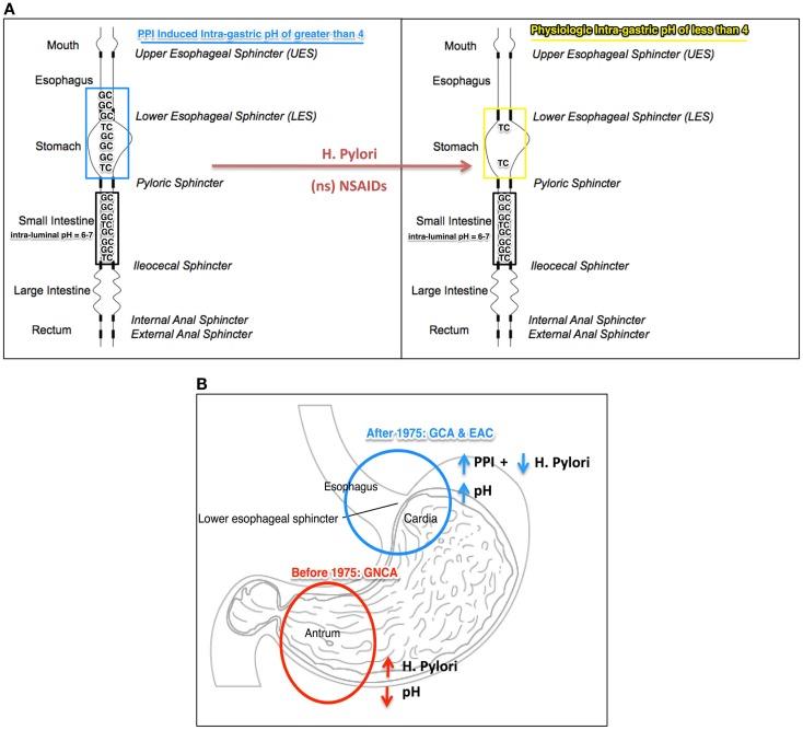 https://cdn.ncbi.nlm.nih.gov/pmc/blobs/83ac/4288325/031a4c20d149/fonc-04-00373-g001.jpg
