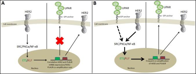 https://cdn.ncbi.nlm.nih.gov/pmc/blobs/83ad/4394126/6eb4ddfb1ff4/oncoscience-02-0207-g004.jpg